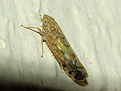 Leafhopper
